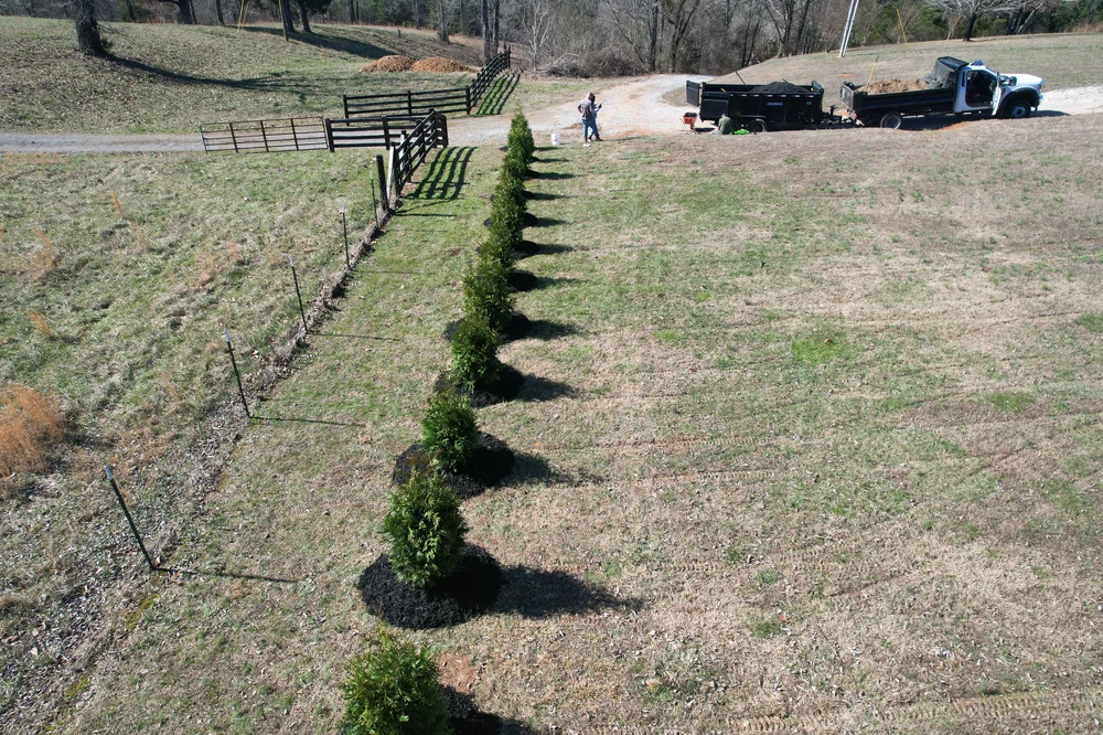 Tree planting project lines new evergreens in a straight row on a sloped yard beside work trucks.