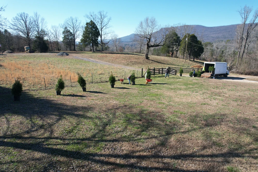 How to Approach Your Tree Planting When it Comes to Power Lines