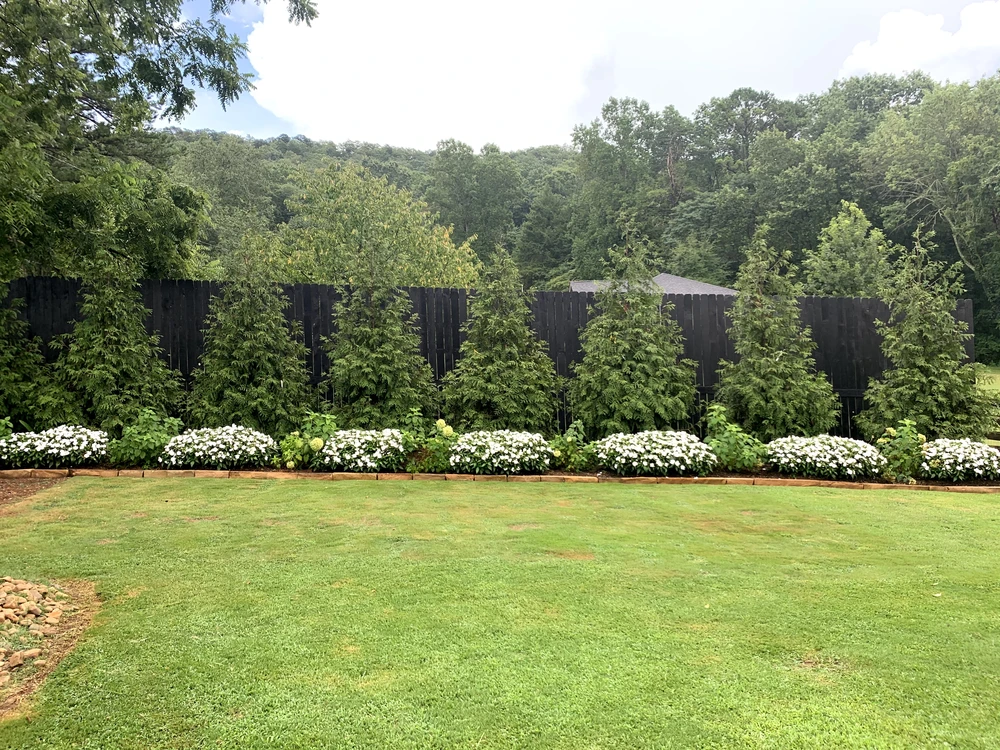 Tree planting design frames a green backyard with evergreens and white flowers along a black fence.