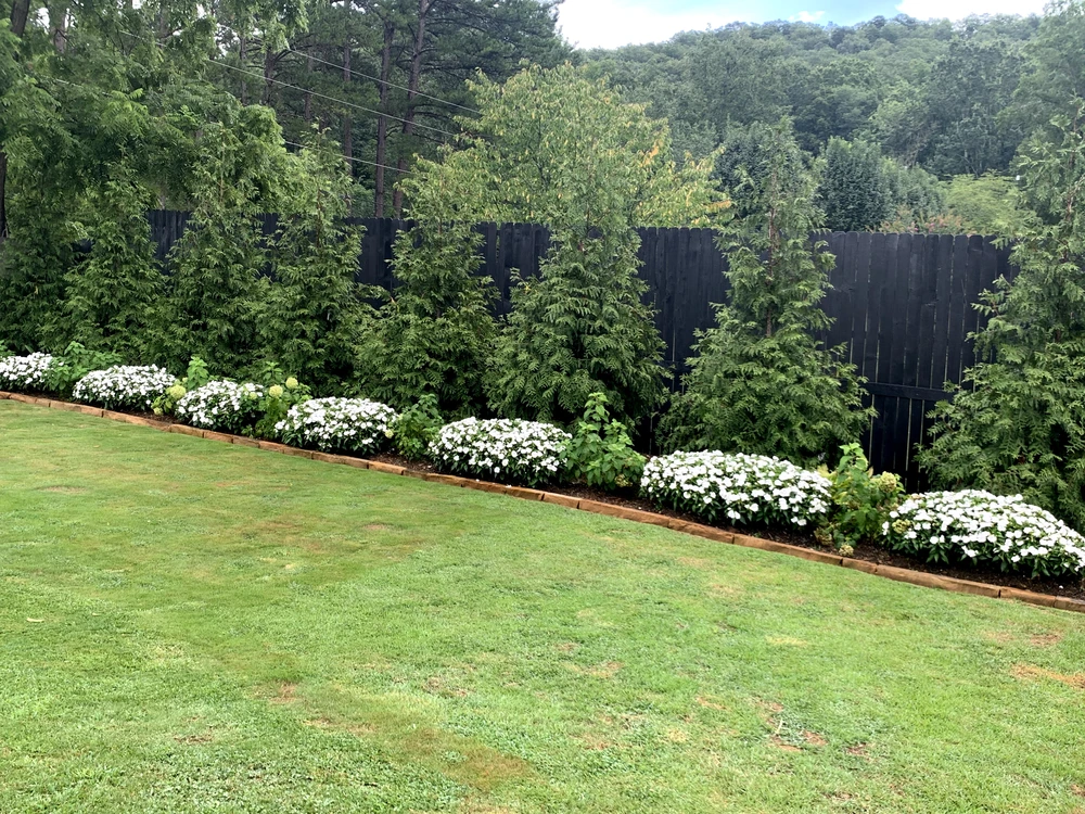 Tree planting results show evergreen privacy trees and white flowers along a black fence beside a green lawn.