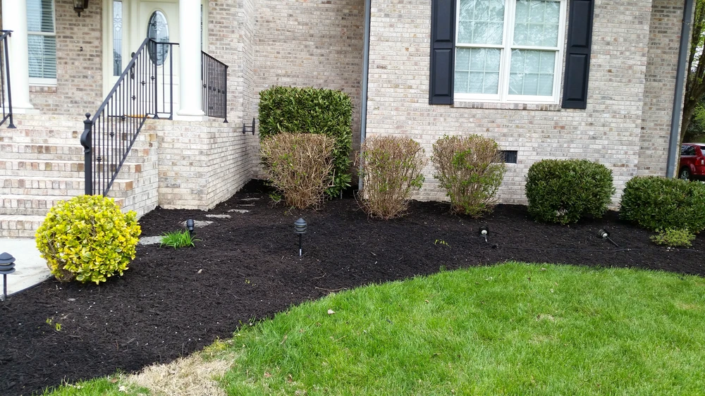 Fresh black mulch bed with trimmed shrubs and green lawn beside a brick home in Collegedale TN.