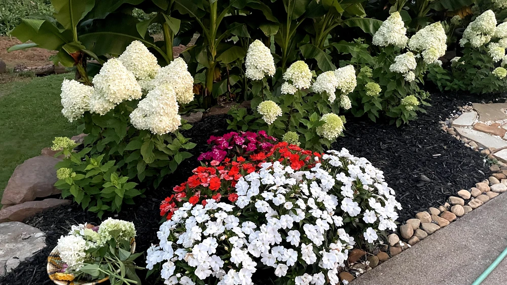 Flower bed with white hydrangeas bright red pink and white flowers black mulch and river rocks in Apison TN.

