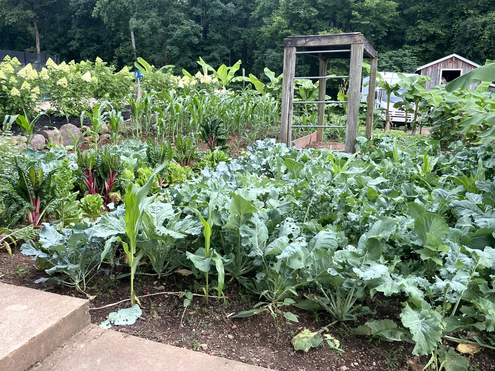 Chattanooga, TN vegetable garden bursts with leafy greens, corn stalks, banana plants, and a rustic wood trellis by the woods