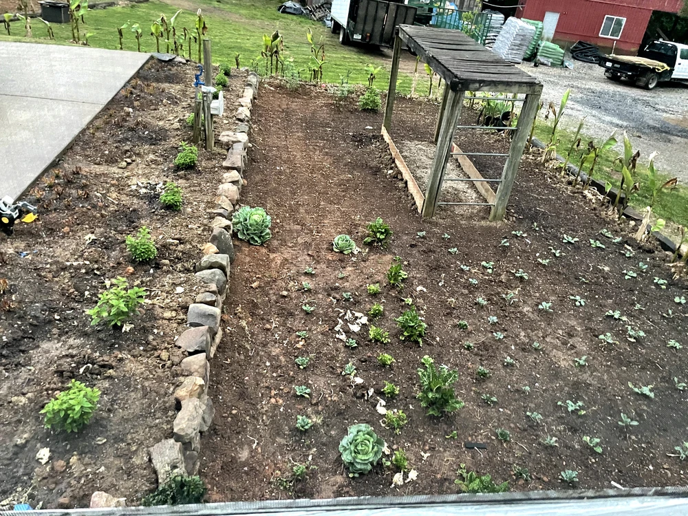 Hixson, TN garden beds take shape as dark soil wraps young vegetables around a weathered wood trellis and stone borders