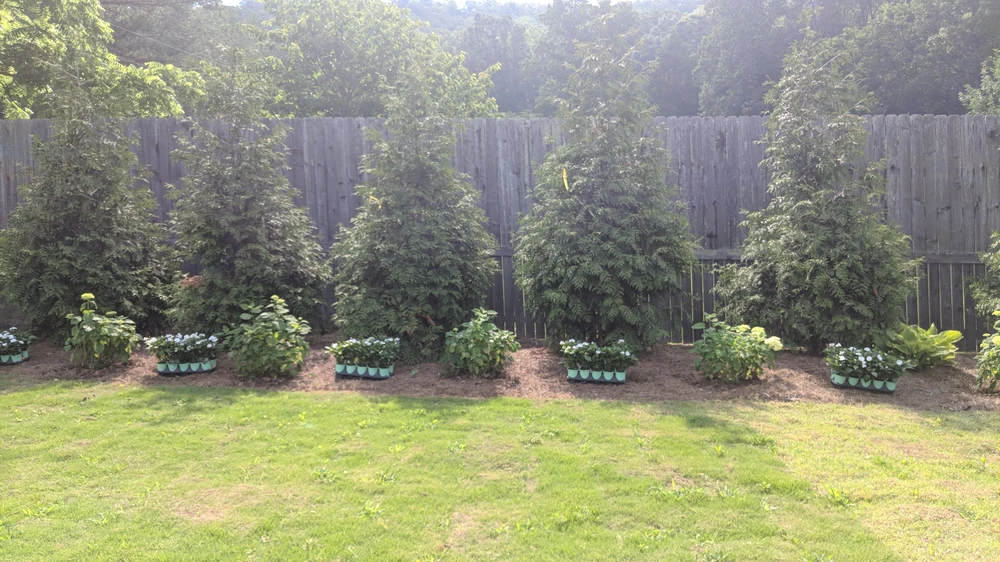 Evergreen privacy trees line a wooden fence with small shrubs and flowers mulched along a sunny backyard lawn.