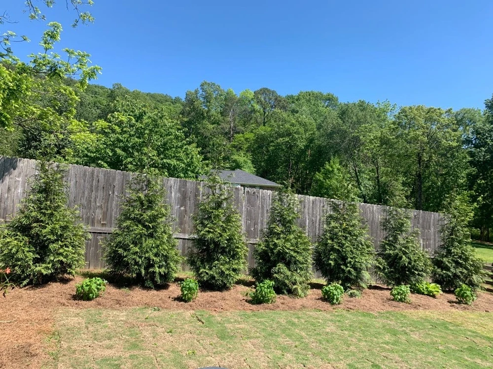 Privacy tree services with tall evergreens planted along a weathered wood fence and dense green woods behind the yard.