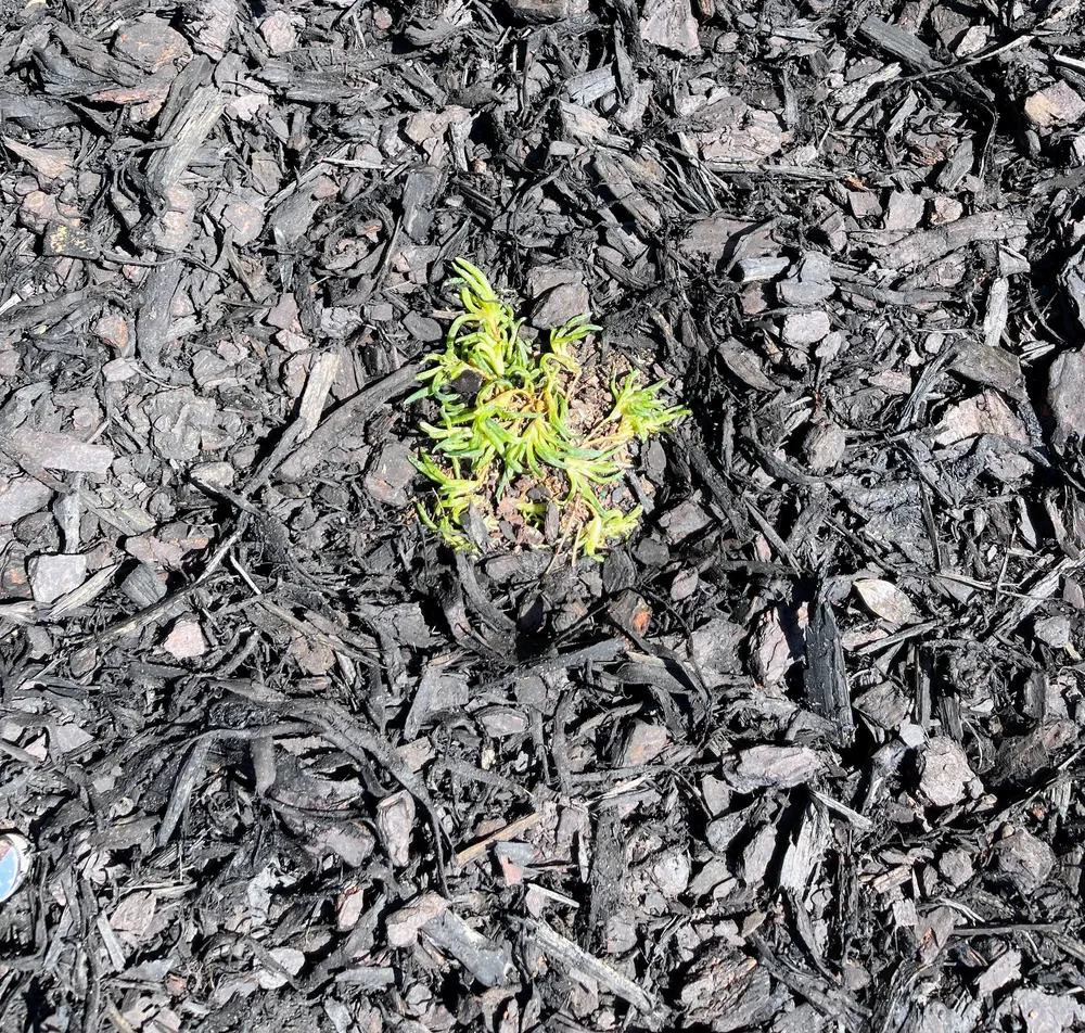 Close up of black mulch surrounding a small green plant with bright leaves showing fresh mulching texture.