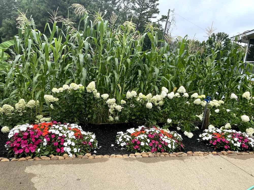 Landscape installation with tall green corn behind white hydrangeas and red pink white flowers in black mulch.