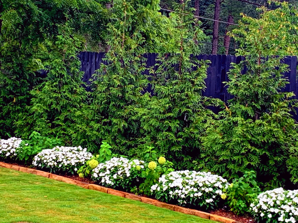 Evergreen privacy trees stand before a dark wood fence with white flowers and dense green planting below.