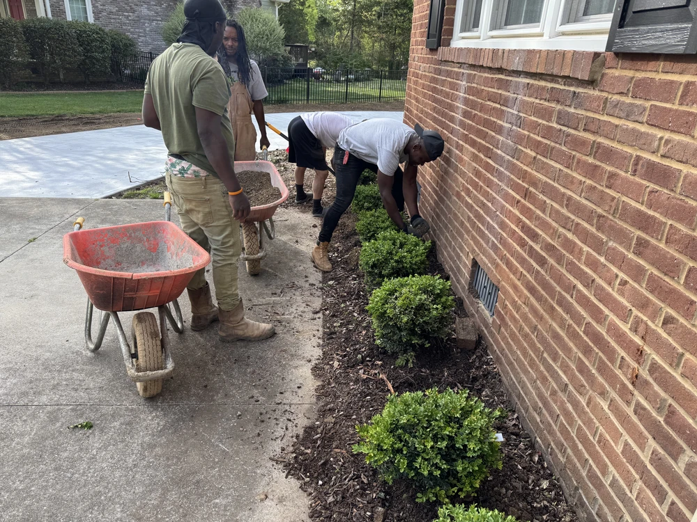 Crew plants boxwood shrubs beside a red brick house with fresh soil and a red wheelbarrow on the driveway.