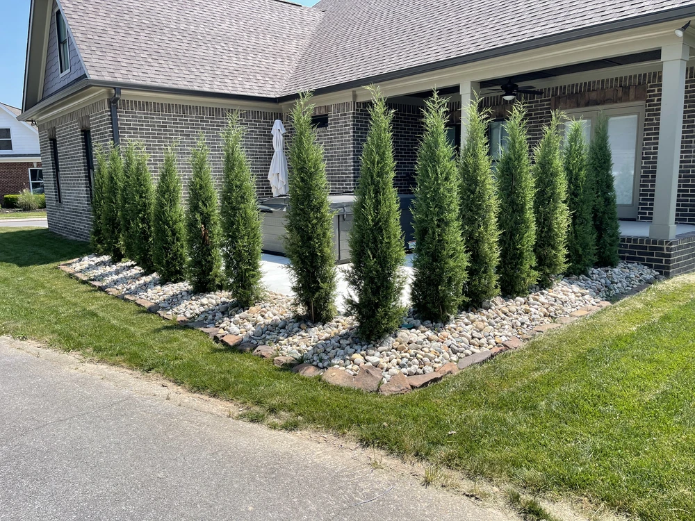 Tall evergreen privacy trees line a brick house with river stone mulch and a clean curved landscape design border.