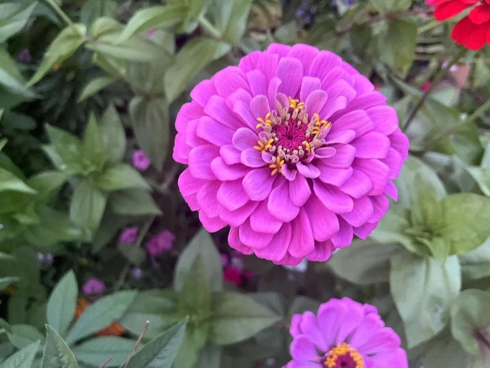 Bright pink zinnia blooms in sharp focus with soft green leaves and red flowers behind it in a garden bed.