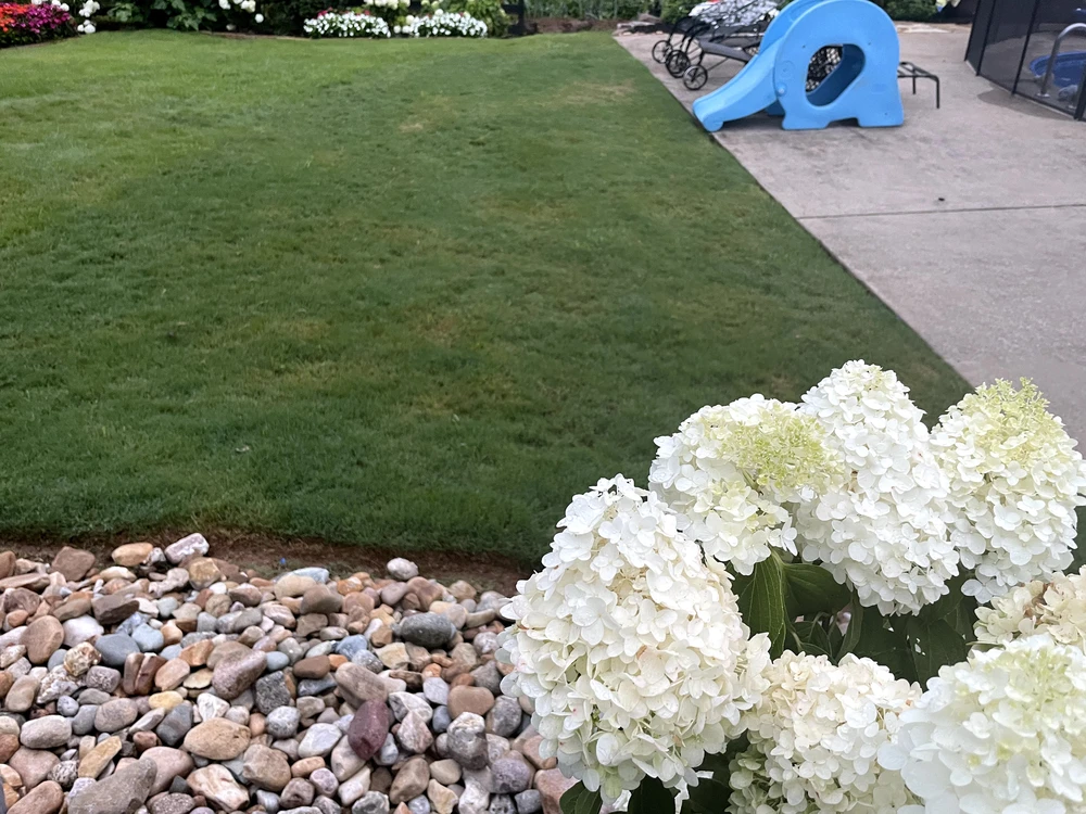 Green lawn bordered by white hydrangeas river stones and a gray patio with a blue slide in a backyard landscape design.