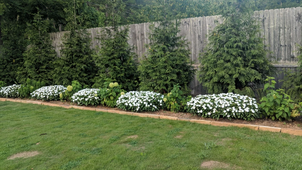 Backyard flower bed with arborvitae white blooms hydrangeas and a wood privacy fence in Ringgold GA.