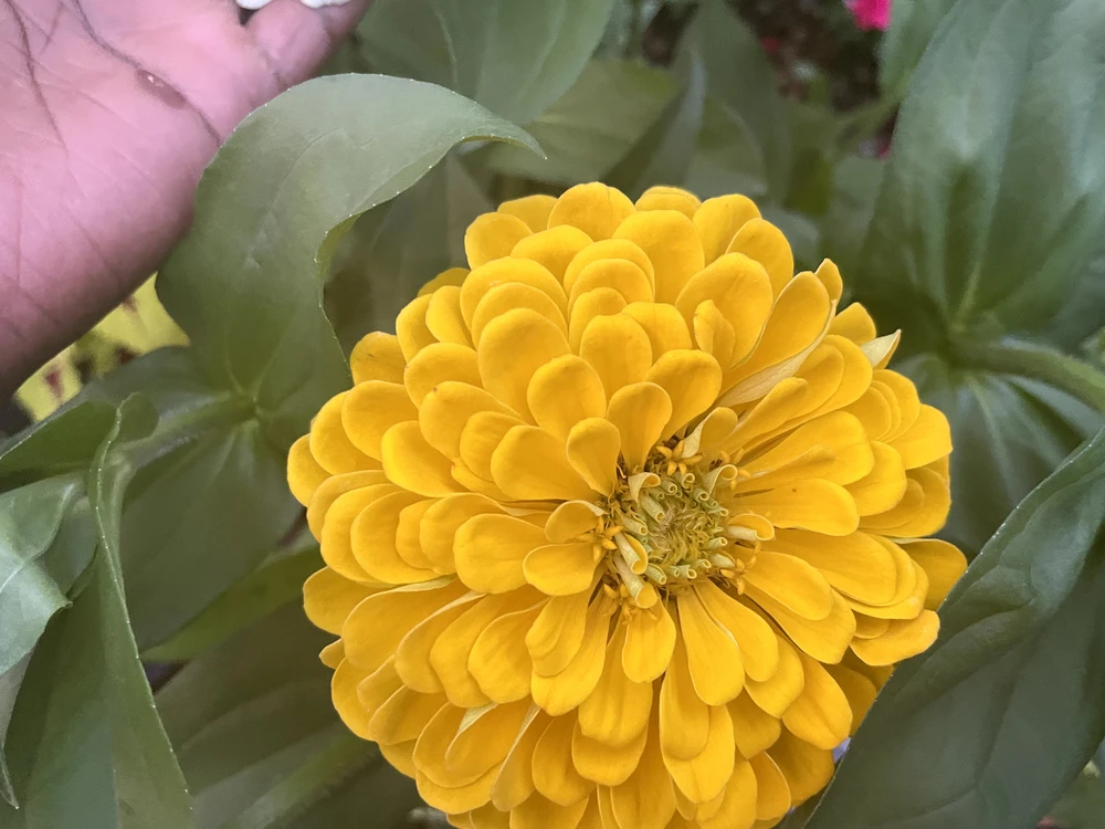 Close up of a bright yellow zinnia flower with green leaves in a Lookout Mountain garden.